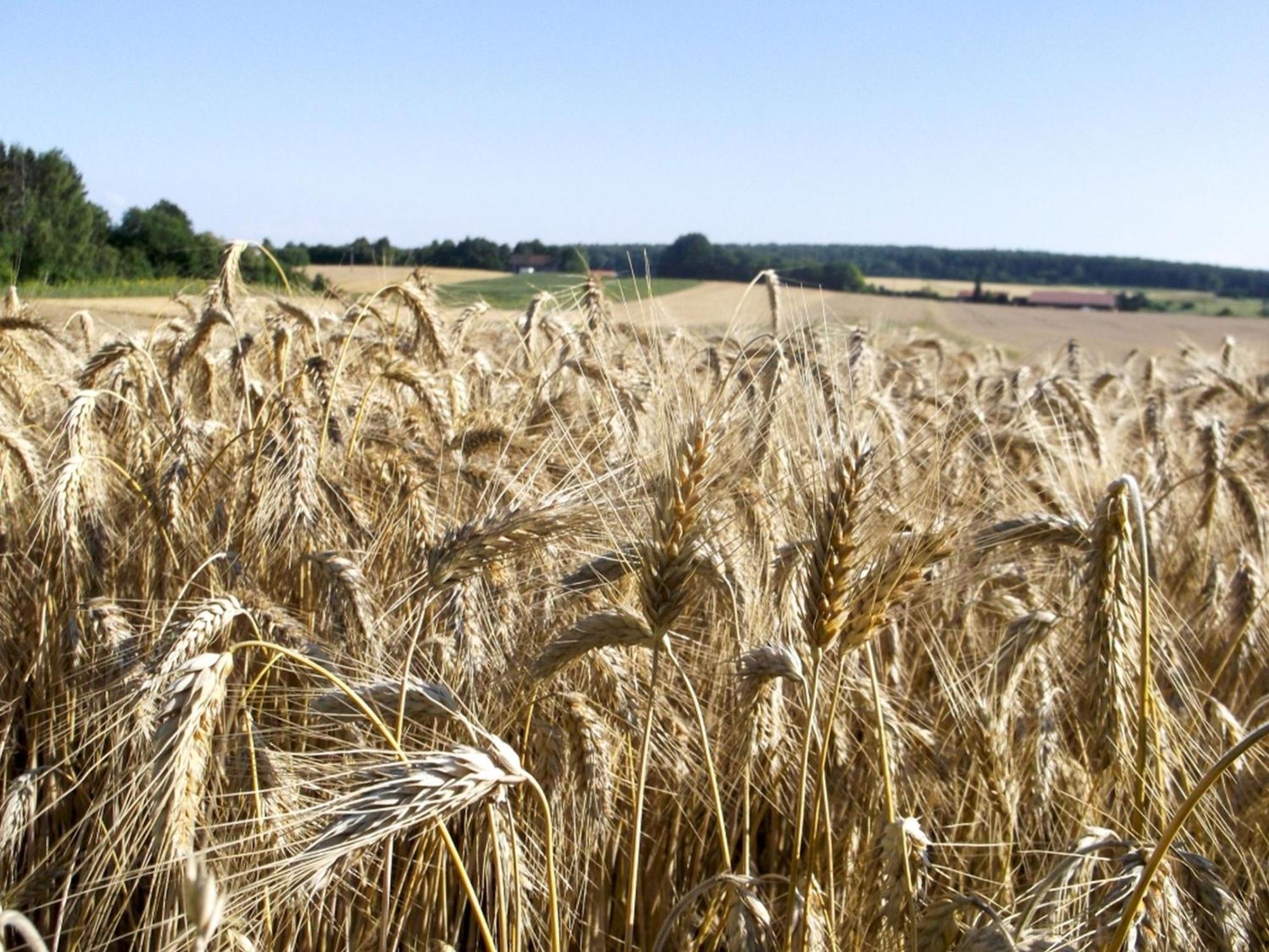 Hof Am Horn - Fewos In Der Natur Laichingen Exteriör bild